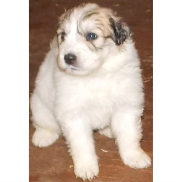 CKC Great Pyrenees Puppies