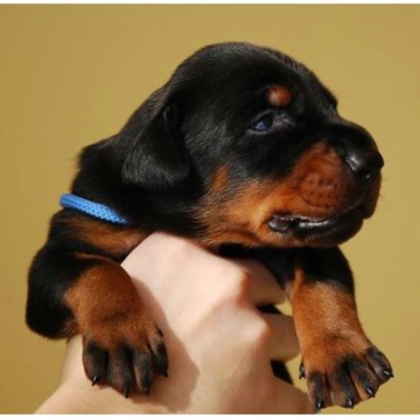 Doberman Pinscher puppy for sale + 45772