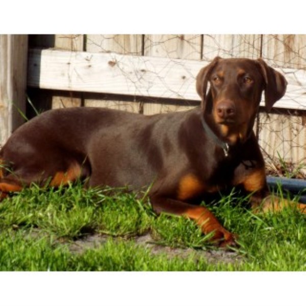 Doberman Pinscher puppy for sale + 44761