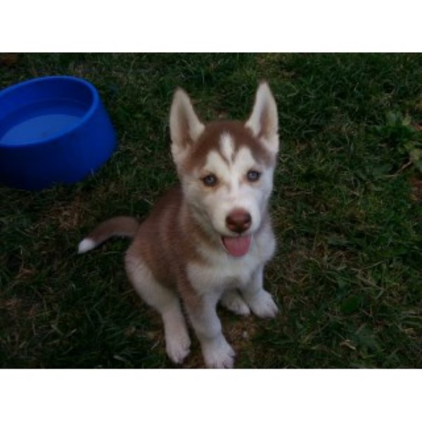 Siberian Husky puppy for sale + 44503