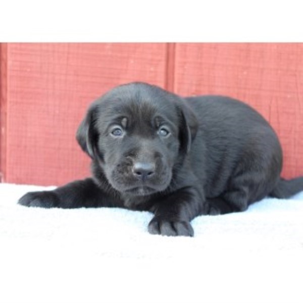Labrador Retriever puppy for sale + 46068
