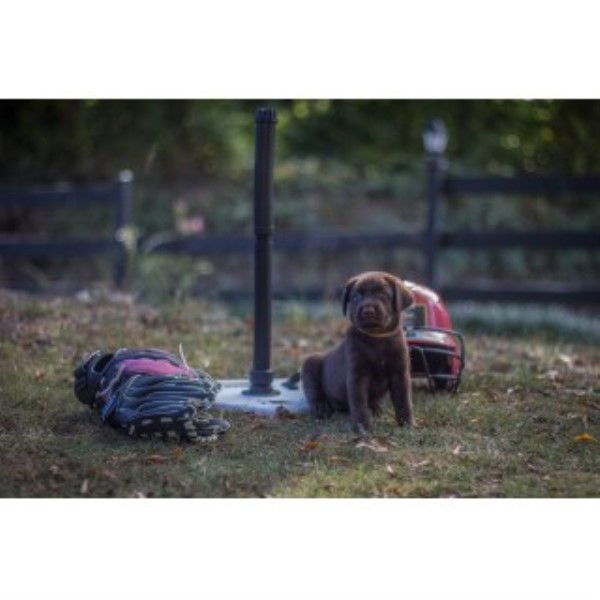 Labrador Retriever puppy for sale + 46730