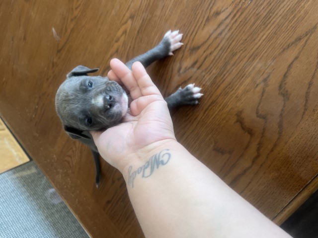 American Pit Bull Terrier puppy for sale + 65749