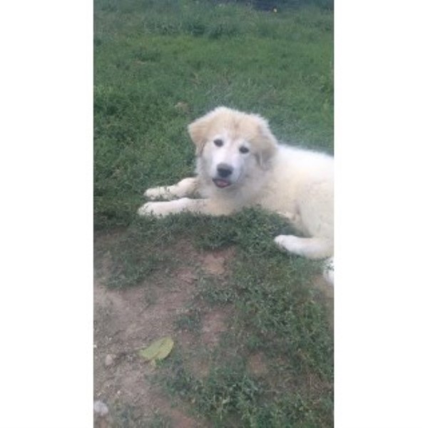 Great Pyrenees Puppies From Working Parents