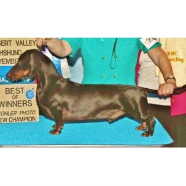 Dachshund puppy for sale + 44160
