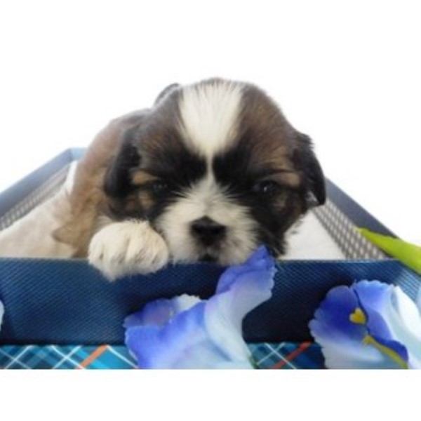 Shih Tzu puppy for sale + 46661