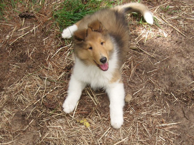 Collie puppy for sale + 47086