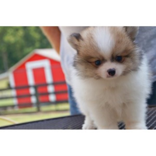 Pomeranian puppy for sale + 46906