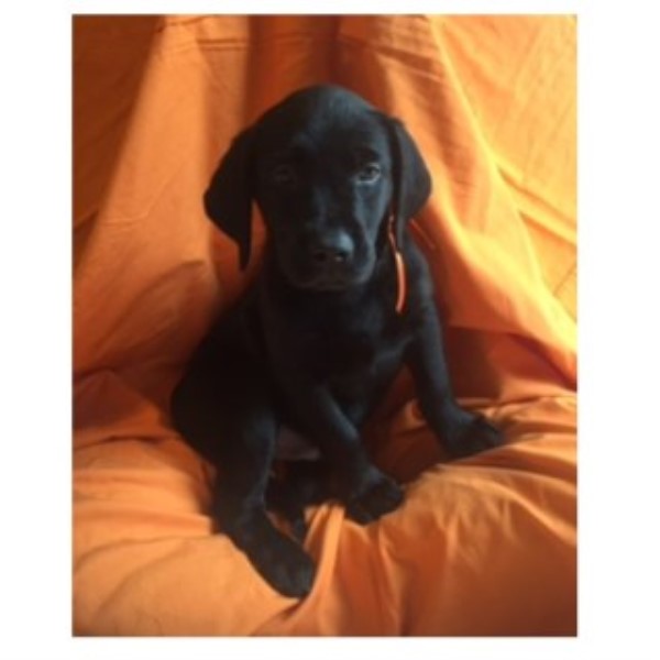 Labrador Retriever puppy for sale + 46078