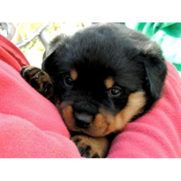Rottweiler puppy for sale + 44515