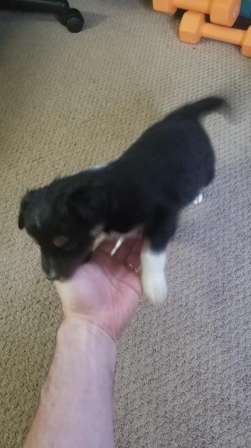 Border Collie puppy for sale + 65712