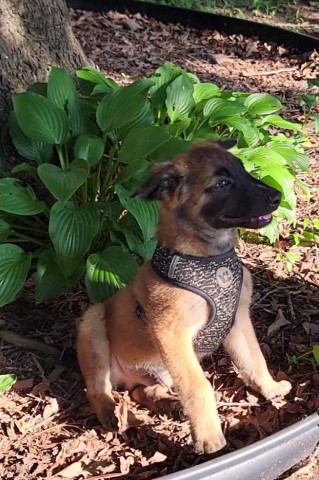 Malinois puppy for sale + 64899