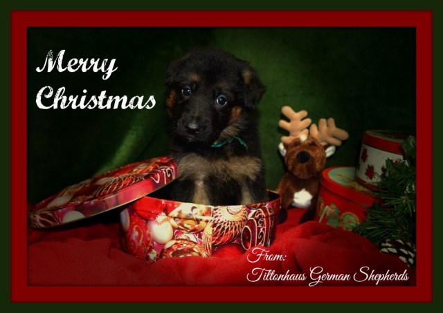 German Shepherd Dog puppy for sale + 46998