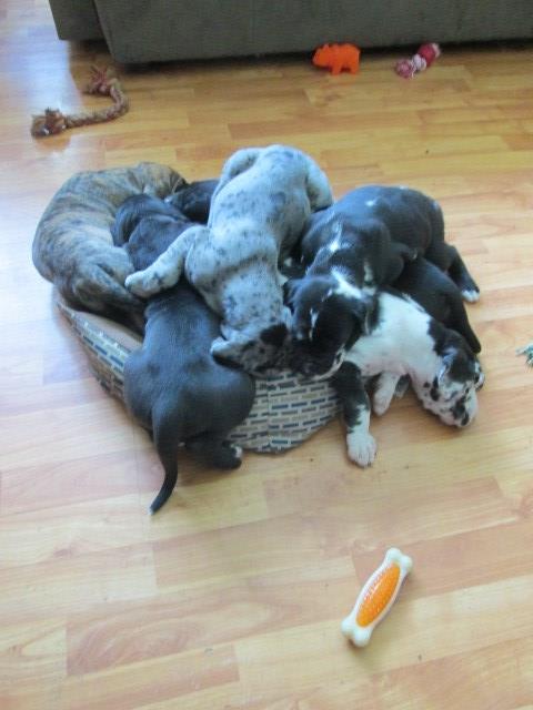 Great Dane puppy for sale + 47066