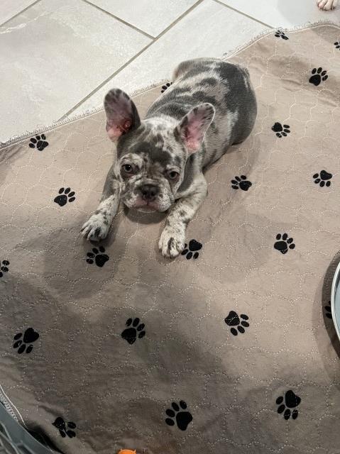 French Bulldog puppy for sale + 65671
