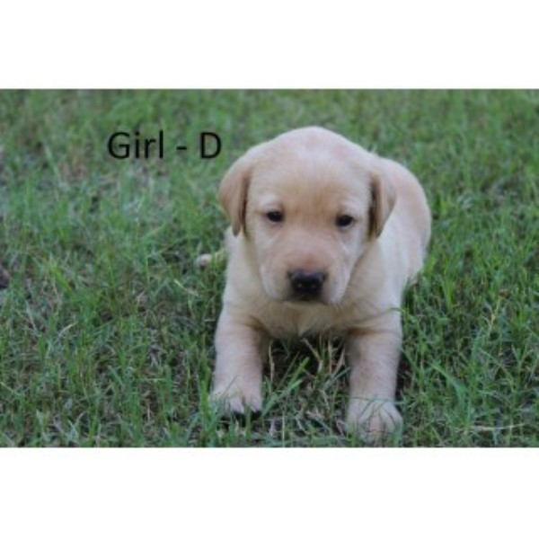 Labrador Retriever puppy for sale + 46216