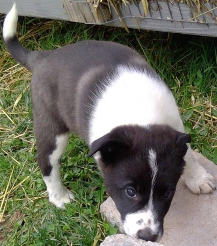 Border Collie puppy for sale + 65253