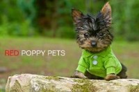 adoption freedoglistings