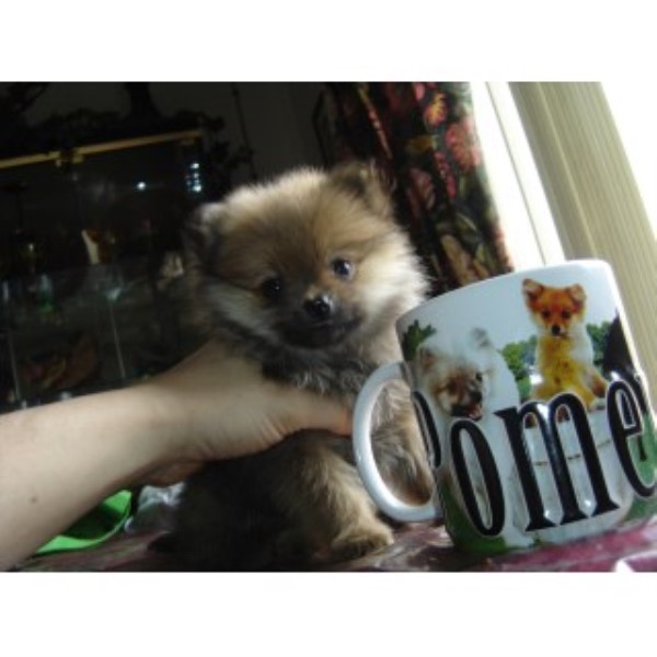 Pomeranian puppy for sale + 44760