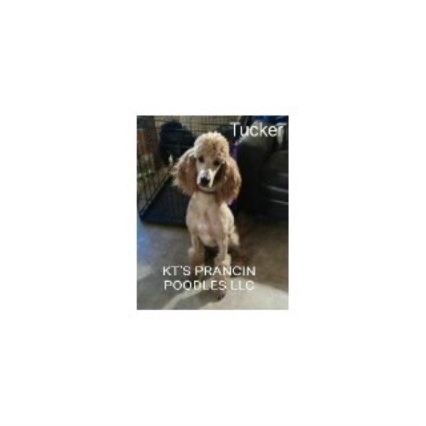 Poodle Standard puppy for sale + 46423