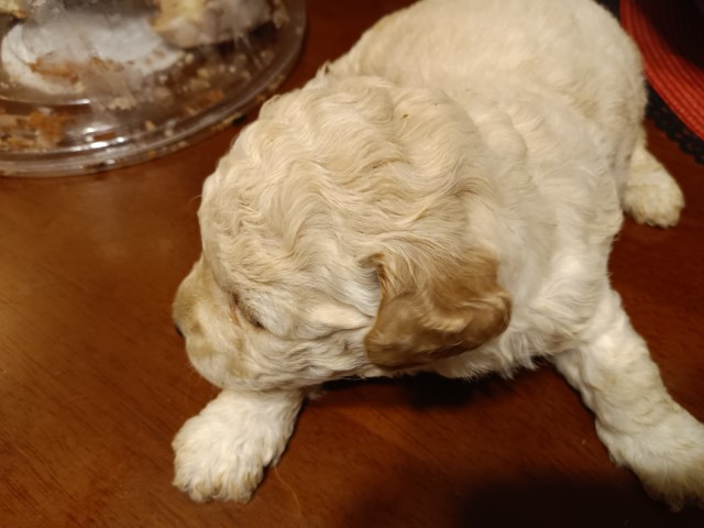 Bichon Frise puppy for sale + 63033