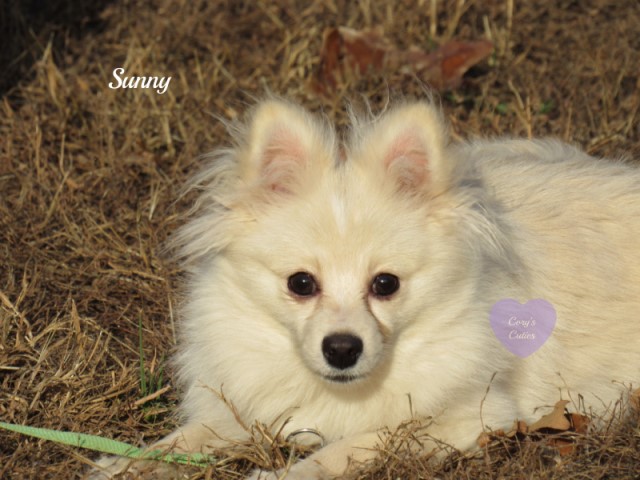 Pomeranian puppy for sale + 63915