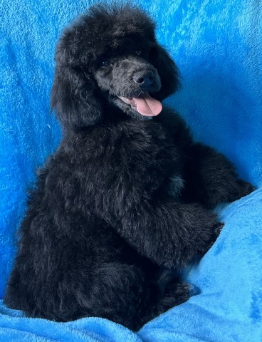 Poodle Toy puppy for sale + 65737