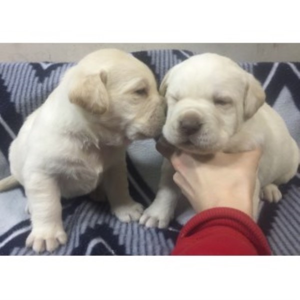 Labrador Retriever puppy for sale + 44445