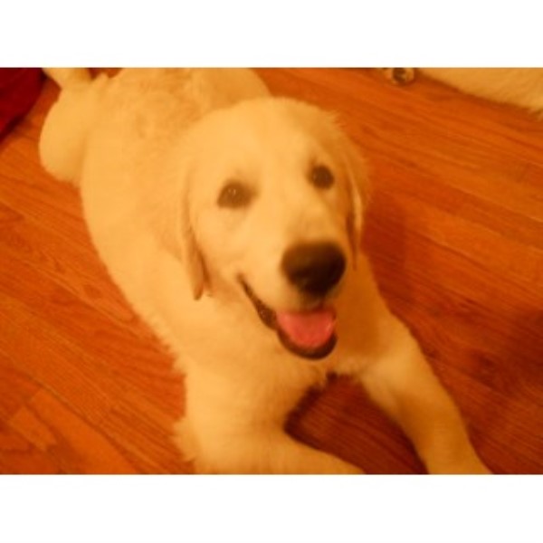 Golden Retriever puppy for sale + 45745