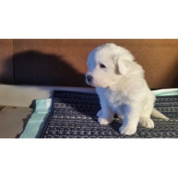 All White AKC Great Pyrenees Puppy