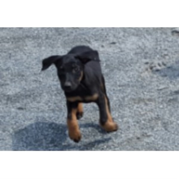 Doberman Pinscher puppy for sale + 45371