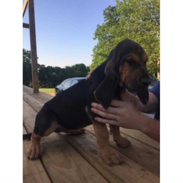 Bloodhound puppy for sale + 46189