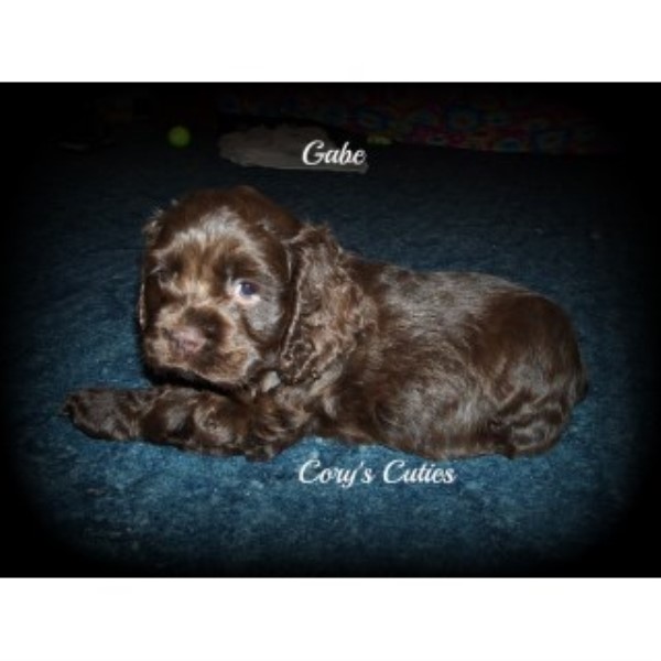 American Cocker Spaniel puppy for sale + 44956