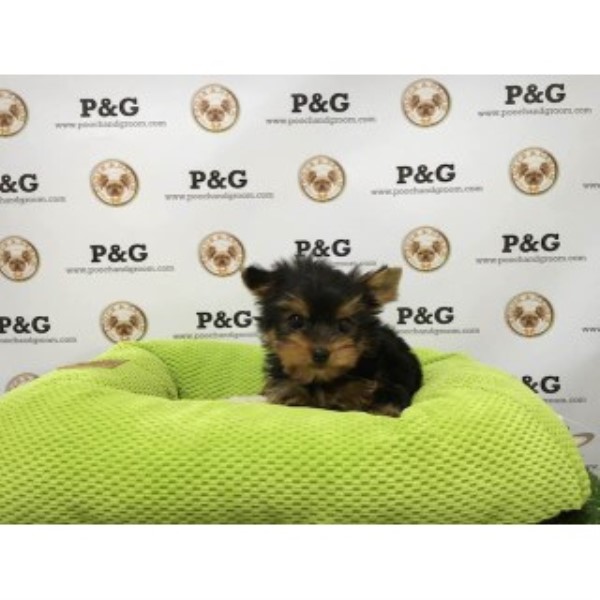 Yorkshire Terrier puppy for sale + 46193