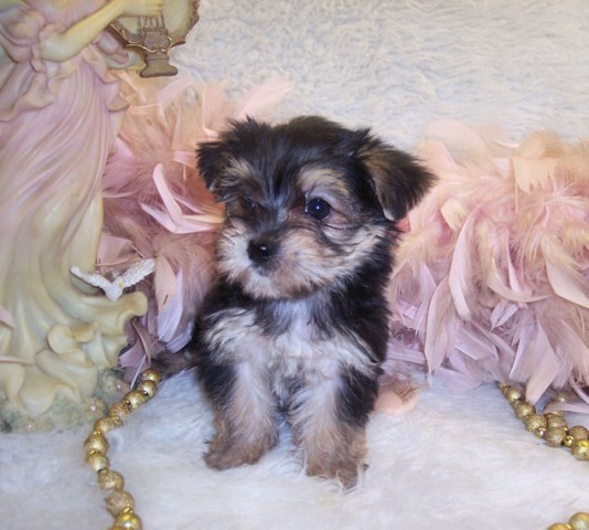 Morkie puppy for sale + 49433