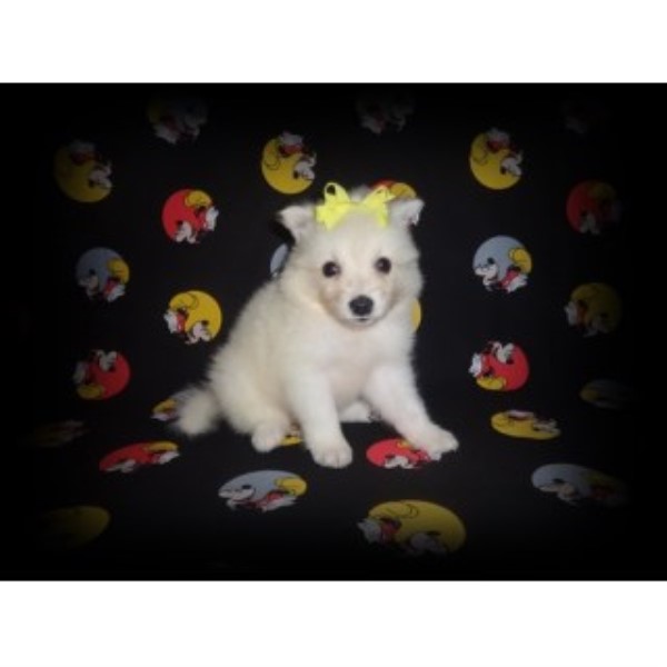 American Eskimo Dog puppy for sale + 45816