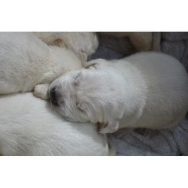 White Labrador Retriever Puppies