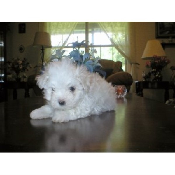 Maltese puppy for sale + 46212