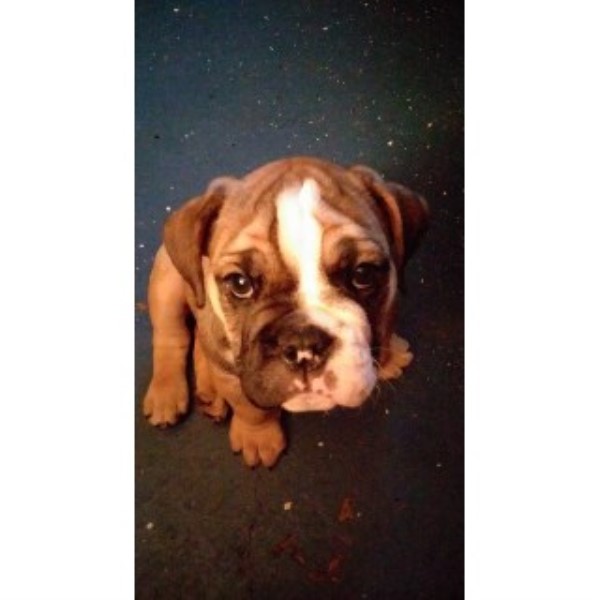 English Bulldog puppy for sale + 44696