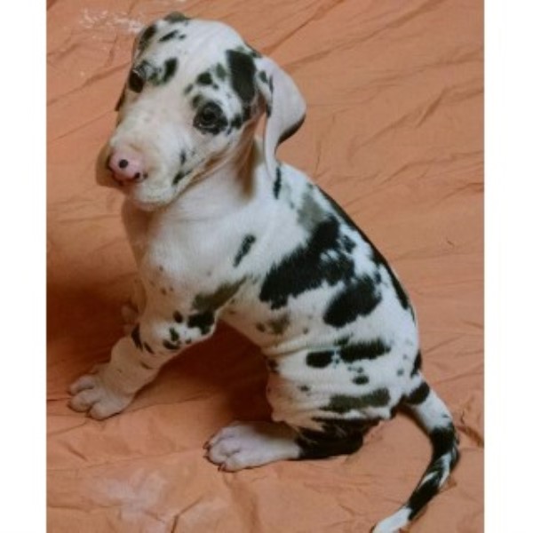 Great Dane  Harlequin & Mantle Puppies