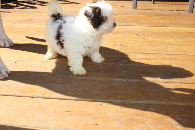 What a doll!!  Havanese male puppy  parents are akc