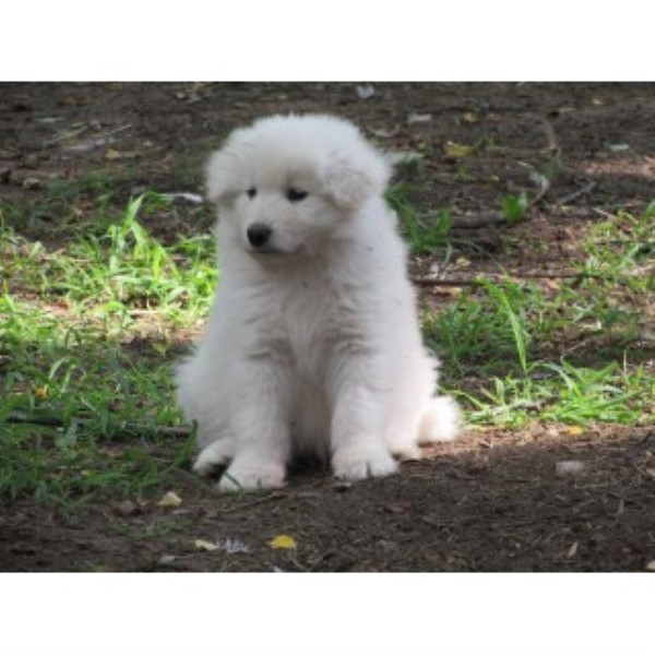 samoyed puppies oregon samoyed breeders in indiana freedoglistings samoyed puppies oregon samoyed breeders in indiana freedoglistings