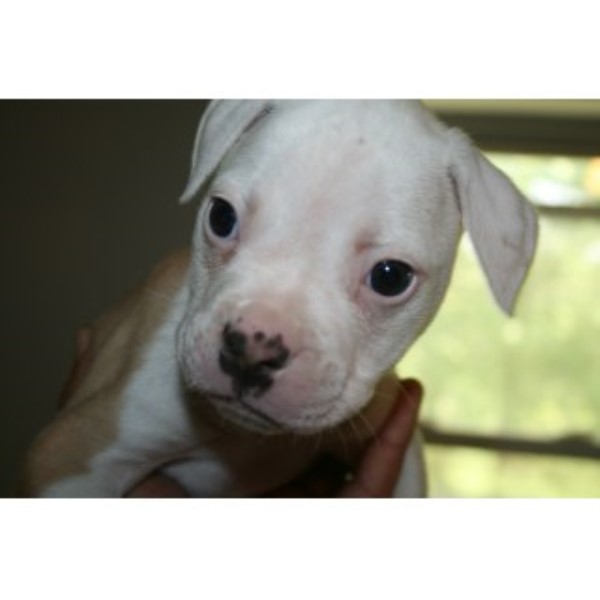 American Bulldog puppy for sale + 45844
