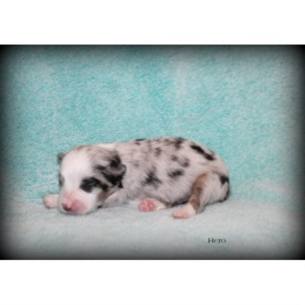 Miniature Australian Shepherd puppy for sale + 46779