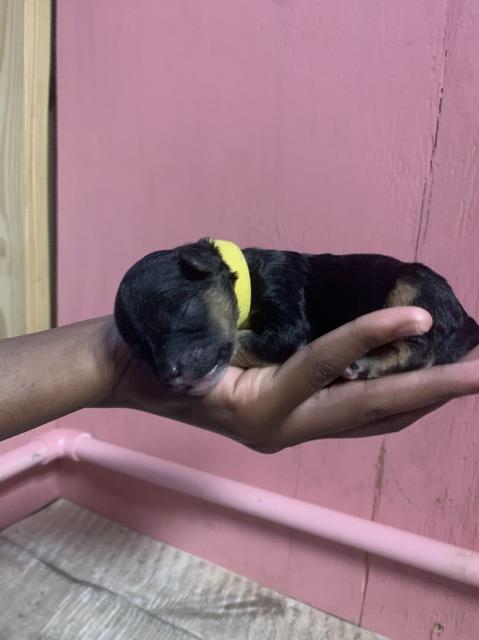 Yorkipoo puppy for sale + 64903