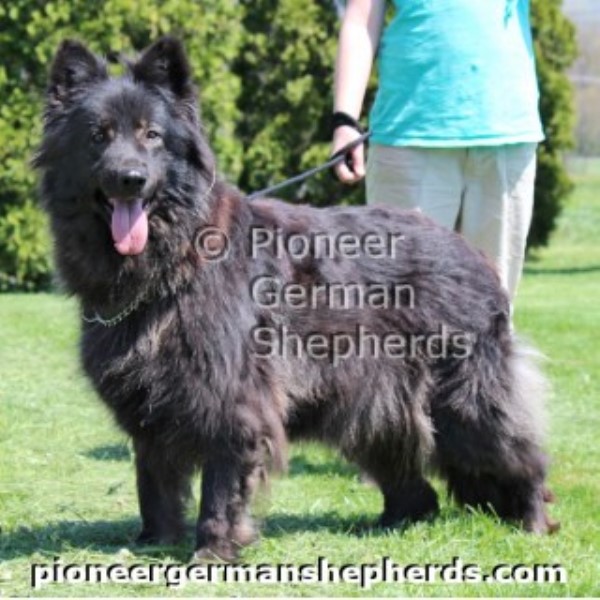 shiloh shepherd puppies for sale shiloh shepherd puppy for sale in gettysburg pennsylvania shiloh shepherd puppies for sale shiloh shepherd puppy for sale in gettysburg pennsylvania