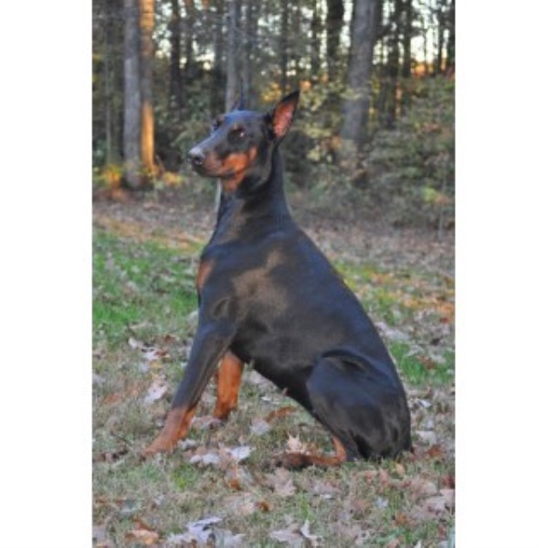 doberman pinscher puppies for adoption doberman pinscher puppies and dogs for sale and adoption page 3 freedoglistings doberman pinscher puppies for adoption doberman pinscher puppies and dogs for sale and adoption page 3 freedoglistings