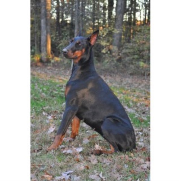 Doberman Pinscher Puppies