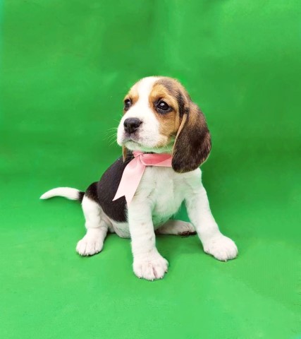 BEAGLE HARRIER Beautiful puppies available with the best market conditions