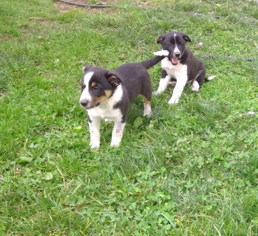 Border Collie Mix Males for Sale